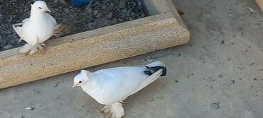 haski satilir: Satılır: Fantail tipli dekorativ göyərçin Xüsusiyyətlər: - Rəng — 17