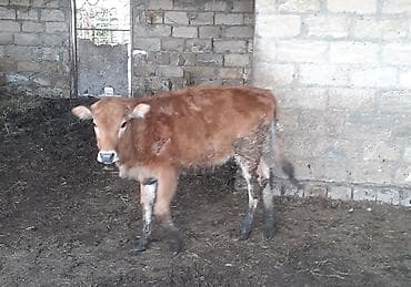 heyvan yemlərinin satışı: Dana, buzov, Erkək, ay: 1, 120 kq, Ətlik, Ünvandan götürmə — 2