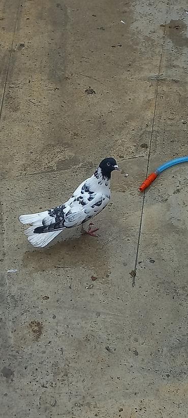 sahin qusu: Qara baş erkeydi — 3