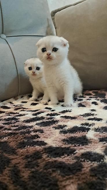 pisikler satilir: Şotland yastı qulaq, Erkək, Dişi, Yaxşı əllərə, Ödənişli çatdırılma — 9