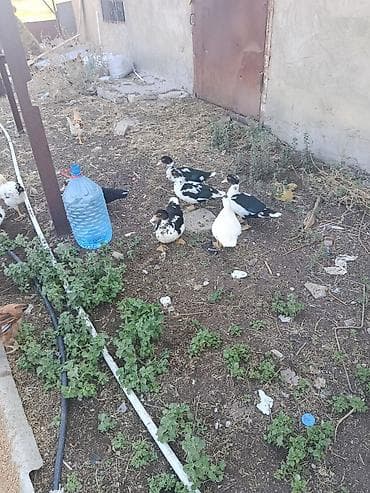 Digər quşlar: Cəkisi 2 kilo,3 ayliq heyavndi,damazliq ucun,butun dermanlari — 4