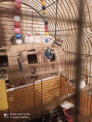 sisar quşu: Zebra amadinleri. 11 ededdir. 2 cut qalanlarida oz balalaridir — 1