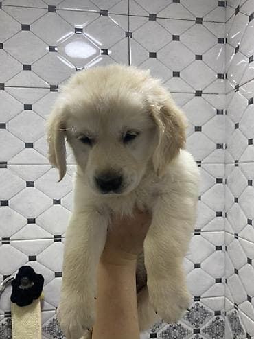 xaski balasi satisi: Labrador-retriver, 2 ay, Dişi, Peyvəndli, Ünvandan götürmə — 2