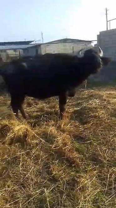 Məhsul: Camış (su camışı) Təsvir: - Qara rəngli, güclü bədən quruluşu lalafo.az -da Məhsul: Camış (su camışı) Təsvir: - Qara rəngli, güclü bədən quruluşu