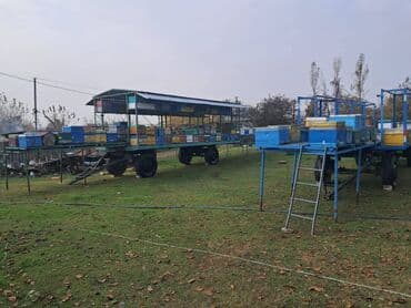 Bal təkər üzərindədir