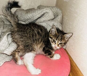 котенок в хорошие руки: Tabbi, Yaxşı əllərə — 1