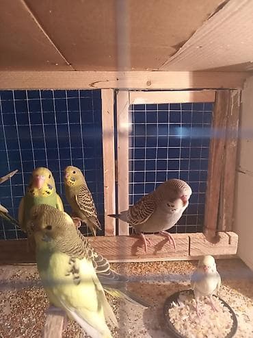 papuqay sesi: Dalmatin və klassik rəng çeşidlərində dalğalı tutuquşular (ağ — 4