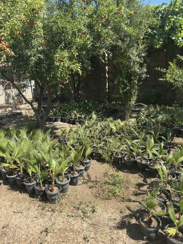 palma ağacı: Vaşinkton palmasi (qiymət 5 - 10 manat ) (500-550 dənə var ) Böyuk — 2