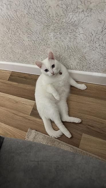 pişik qara: Yumşaq tüklü, iri gözlü balaca pişik balaları. Rənglər: krem-ağ və — 7