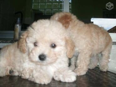 it yalı: Pudel, 2 ay, Erkek — 3