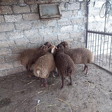 Balıqlar: Kok yemde olan Emlik 5quzu 3 erkey 2 disi — 1