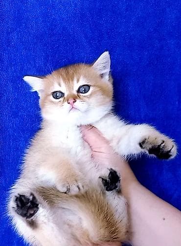 lalafo pişiklər: Britan, Erkək, Dişi, Yaxşı əllərə, Ünvandan götürmə — 4