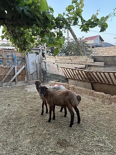 quzu satisi: Quzu, Erkək, ay: 7, 35 kq, Ətlik, Ünvandan götürmə, Ödənişli çatdırılma — 2