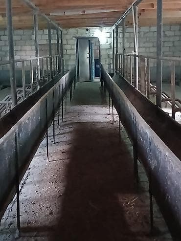 Qarajlar: Kənd təsərrüfatı — 8