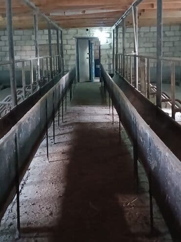 Otaqlar: Ferma təsərrüfatı üçün hazır təsərrüfat sahəsi və tikililər - — 6