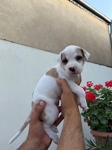 Pitbul, 1 ay, Peyvəndli lalafo.az -da Pitbul, 1 ay, Peyvəndli