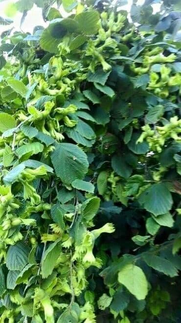 dekorativ dibçək gülləri: Salam.60 Sot findiq baqi 10 ilik və 6 ilik aqaclardi tam meyveye — 3