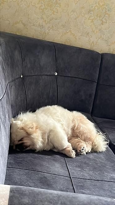 barter it: Pekines — 5