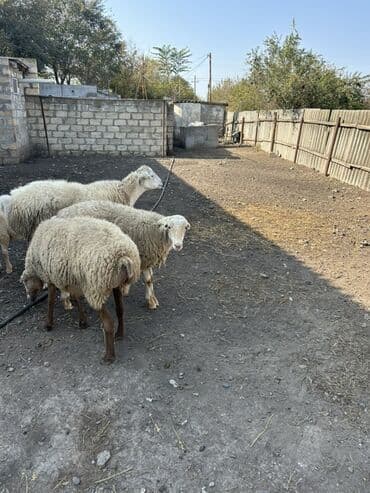 qoyun qiyməti 2024: Dişi, il: 2, Damazlıq, Ödənişli çatdırılma, Ünvandan götürmə — 3