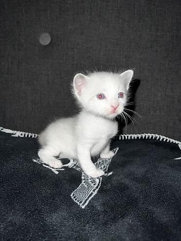 siam pisiyi haqqinda: Siam, Erkək — 6