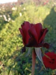 xedice gulu: Saqı Gülçülük – Tərtərin ən gözəl gülləri Bir gül təkcə ətriylə deyil — 30