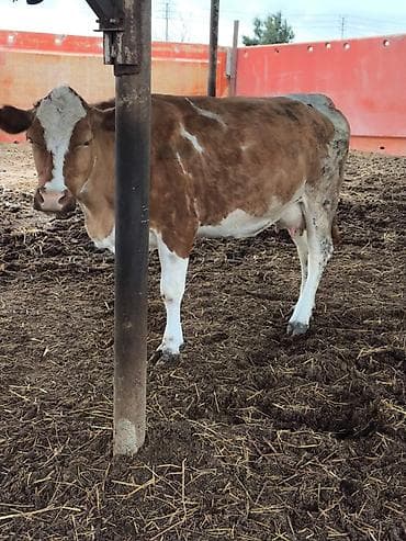 simental inekler: 20 litir südü var balaaiz satilir 1ci qarin dogub cox sakit heyvandir — 5