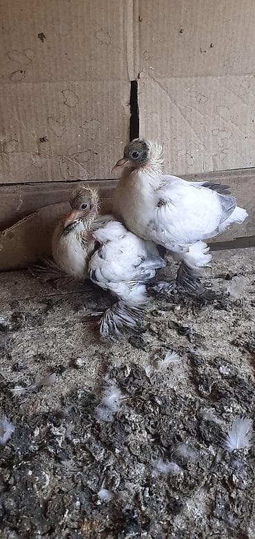 feniks quşu: Goy ebreş balaları — 2