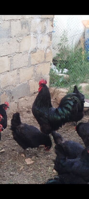 Toyuq, Australorp, Yumurtalıq, Ünvandan götürmə lalafo.az -da Toyuq, Australorp, Yumurtalıq, Ünvandan götürmə