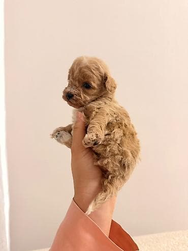 Tam saglam gozel balalar satilir. isdenilen yerde yoxladib götürə