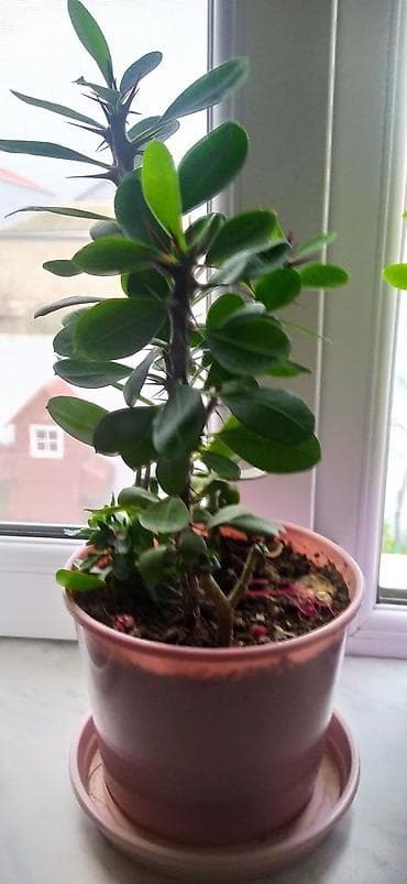 Qapalı məkan üçün iki ədəd saksı bitkisi - Bitki 1: Tikanlı gövdəli