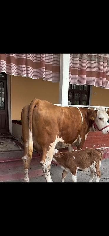 inək sagan: Simental tipli inək və balası - Cins: Simental tipli, qırmızı-ağ rəng — 1