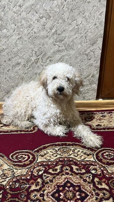 Pudel, 8 ay, Erkek, Peyvəndli, Pulsuz çatdırılma