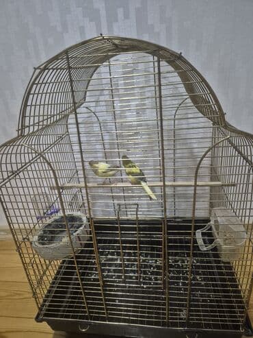 elf bar en ucuz: Kanarya Hazir cütdü 70 azn — 4