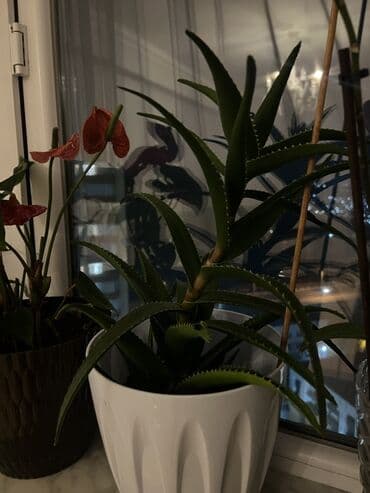 алоэ купить: Aloe (sukkulent) – dekorativ dibçək bitkisi - Növ: Aloe, ətli — 2