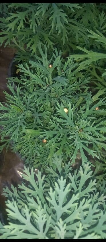 Seyflər: Margaret (Argyranthemum. papatiya frutescens) – dekorativ kol — 7