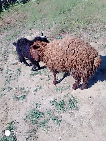 qoyun satilir: Qurbanlıq Erkey quzular var istəyən olsa yazsın əlaqə nömrəsi — 4
