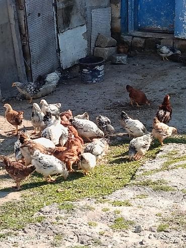 tap.az heyvanlar qoyunlar: Toyuq cücələri, Ətlik, Ünvandan götürmə — 1