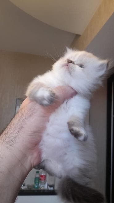 lalafo pisik: Fars — 4