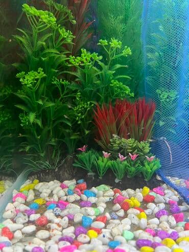 Pişiklər: Dördbucaq akvarium, 1 l, Ünvandan götürmə — 5