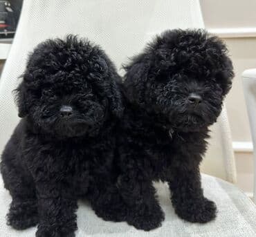 it sekli: Pudel, 4 ay, Dişi, Peyvəndli, Ödənişli çatdırılma — 1