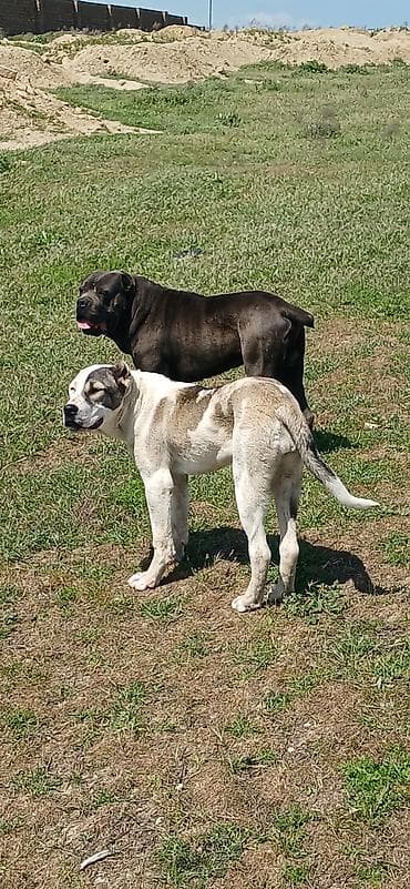 Qurdbasar, 6 ay, Dişi