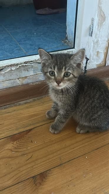 Tabbi, Erkək, Yaxşı əllərə lalafo.az -da Tabbi, Erkək, Yaxşı əllərə