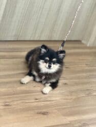 pomeranian qiyməti: Şpitz, 6 ay, Erkek, Ünvandan götürmə — 1