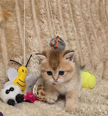 heyvan seksi.com: İlan: Balaca pişik balası - Cins: qısa tüklü, yastı burunlu tip — 5