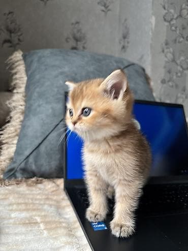 fars pişik: Şotland, Ünvandan götürmə, Pulsuz çatdırılma — 6