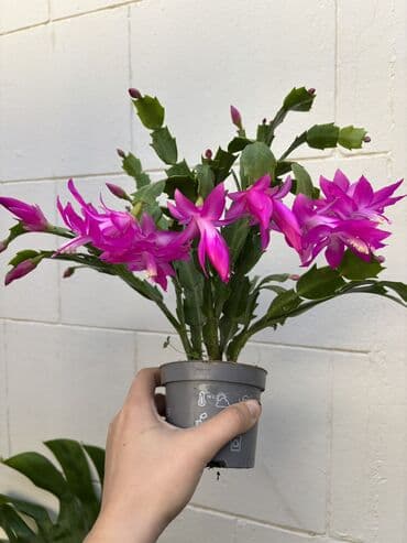 ana ürəyi gülü: Vatsapp mövcuddur!. Çatdırılma metrolara, Şamaxinkaya mövcuddur və — 2