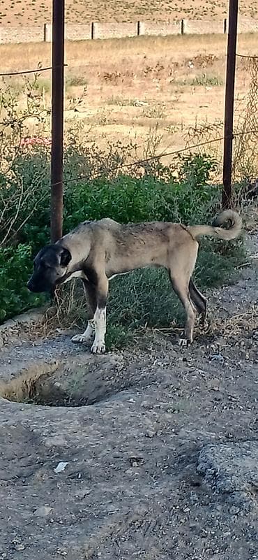 qara afçarka: Kanqal, 5 ay, Erkək, Peyvəndli, Rayonlara çatdırılma — 9