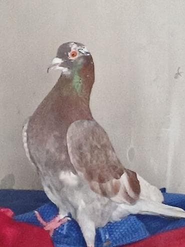 Köhnə cinsdi uçandı gözdü quşdu - Növ: ev/hobbi üçün göyərçin - Rəng lalafo.az -da Köhnə cinsdi uçandı gözdü quşdu - Növ: ev/hobbi üçün göyərçin - Rəng