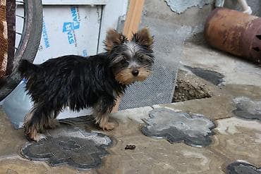 ev pisikleri satisi: Yorkşir teryer, 6 ay, Erkek — 4