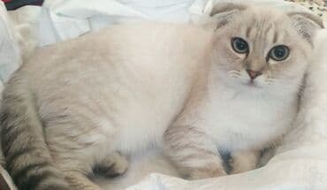 pişik etibarlı əllərə verilir: Şotland yastı qulaq — 1